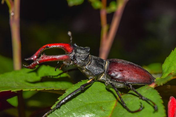 Transform Your Garden into a Sanctuary: Protecting Stag Beetle Populations in the UK