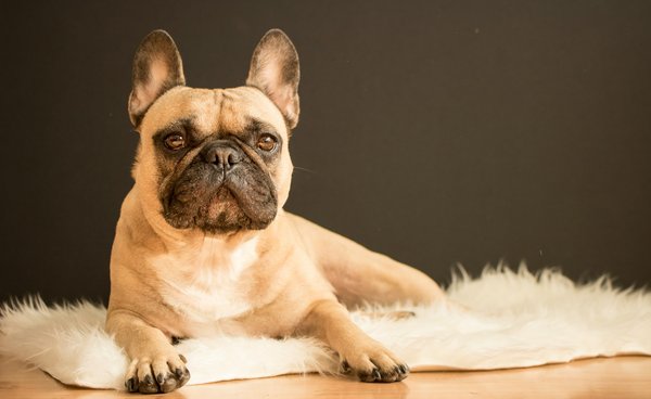 The Ultimate Guide to Selecting the Perfect Harness Size and Style for Your French Bulldog